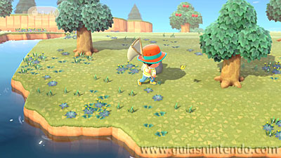 Animal Crossing: New Horizons